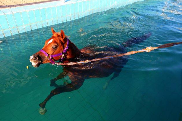 <p>Equestrian Club'da atlar hem eğitiliyor hem de havuzda bol bol kaslarının güçlenmesi için yüzdürülüyor</p>