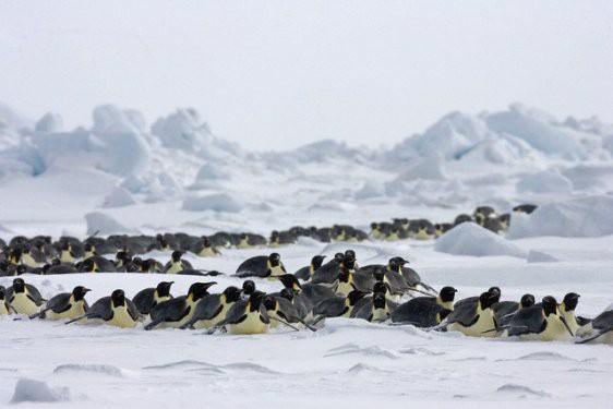 <p>En uzun süre aç kalabilen hayvan: 134 güne kadar çıkabilen süresi ile erkek imparator pengueni.</p>