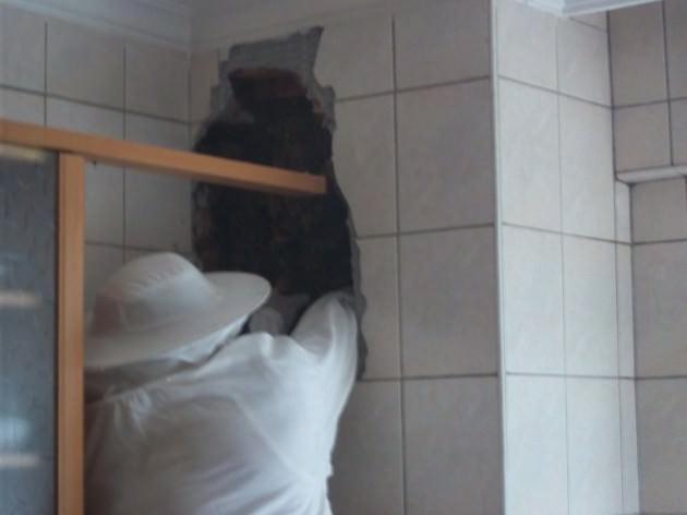 Kurtuluş’da 5 katlı bir binanın 3. katında yer alan bir dairenin mutfağındaki havalandırma boşluğuna 3 yıl önce yuvalamaya başlayan arılara ilk başlarda aldırış etmeyen ancak zamanla sayının artması üzerine tedirginlik yaşayan ev sahipleri konuyu İstanbul İli Arı Yetiştiricileri Birliği’ne ilettiler.