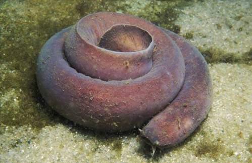 <p>Hagfish yılan balığına benzerliği ile dikkat çeker.</p>