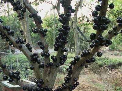 <p>Jabuticaba: Asma ağacı şeklindeki bitki Brezilya'nın güneydoğusunda bulunur ve ilginç bir ağaçtır. Ağacı ilginç kılan şey gövdesinde bulunan meyvelerdir. Önce tüm tüm ağaç gövdesini sarı ile beyaz çiçekler kaplar ve bu çiçekler meyveye dönüşür. Kalın mor kabuğunun altında yumuşak jelatinimsi eti ve birkaç da çekirdek vardır.Tatlı bir meyvedir, yenilebilir. Likör ya da şaraba da dönüştürülebilir. Ne yazık ki dalından kopan meyve dayanıklı değildir ve 3-4 gün içerisinde ekşimeye başlar.</p>