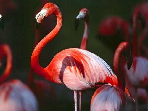 <p>Flamingo</p>