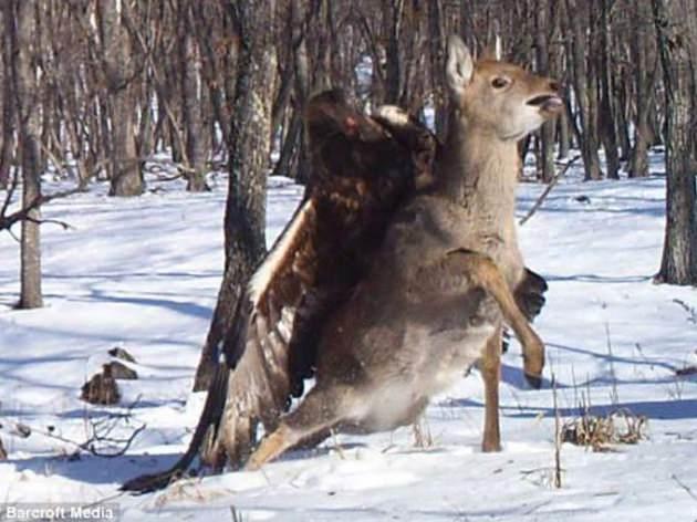 Fotoğraflar, Raptor Araştırma merkezi bu ayki gazetesinde yayımladı.