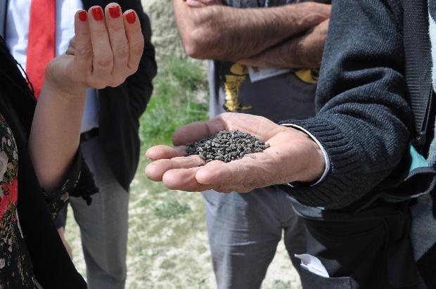 Urartular döneminden kalan 2 bin 600 yıllık buğdaylar.