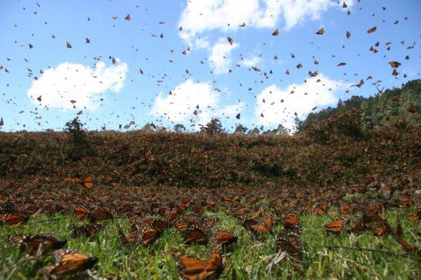 <p>Kelebeklerin göç hikayelerinde ana etken hava şartları. Havaların soğumasıyla birlikte, Malezya’da, Güney Amerika’da, Güney Kanada’da yaşayan bazı kelebek türleri daha sıcak bölgelere göç ediyor.</p>

