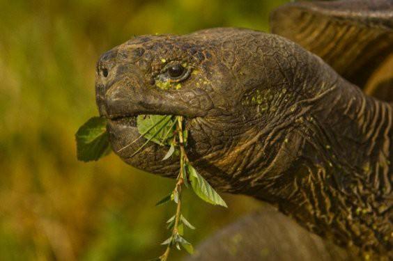 <p>En uzun ömürlü hayvan: Yaşama süresi bilenen en uzun hayvan 177 yıl ile Galapagos’ta yaşayan dev kaplumbağa (Geochelone Elephantopus).</p>