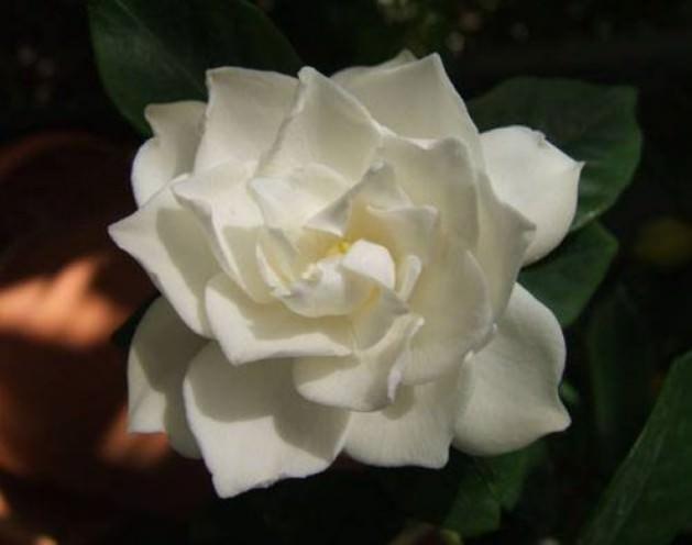 <p>GARDENYA: "Beni unutma; gerçek aşkımsın..."</p>