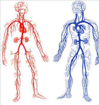 Vücudumuzdaki tüm damarları uç uca ekleseniz 19 bin 200 kilometre eder.