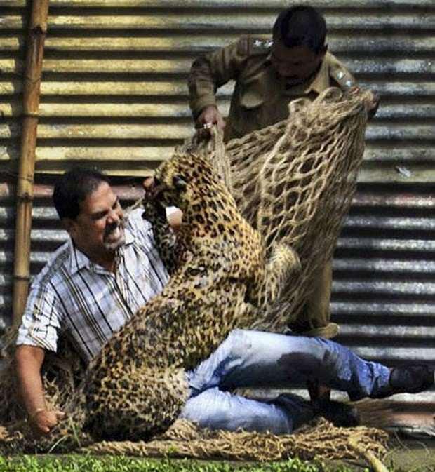 <p>Hindistan'da Assam eyaletinde bir petrol şirketinin tesislerindeki yabani leopar, 13 kişiyi yaraladıktan sonra ancak öldürülerek yakalanabildi.</p>
