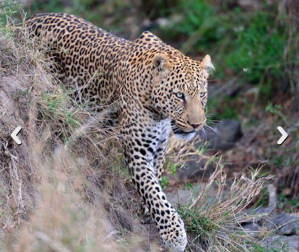 Kenya’daki Masai Mara Ulusal Parkı’nda safariye çıkan Bristol Martin Farrell ile eşi Kathy’nin kamerasına ilginç bir olay yansıdı.