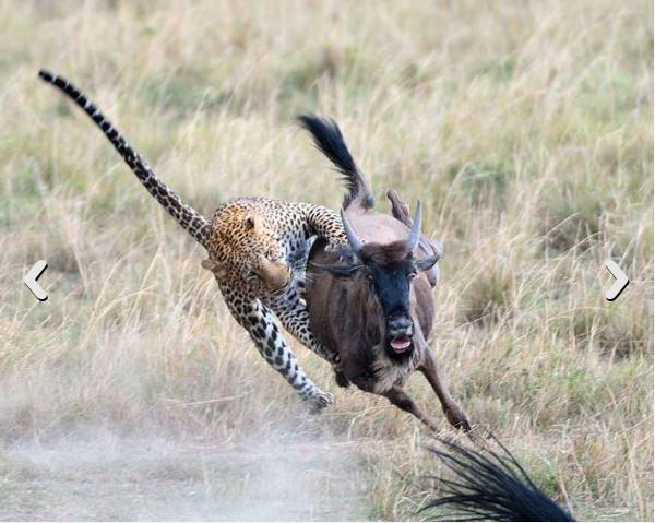 Bir öğle saatinde Güney Afrika antilobu sürüsüne sessizce yaklaşan leopar, annesiyle birlikte otlayan yavru bir hayvanı gözüne kestirdi.