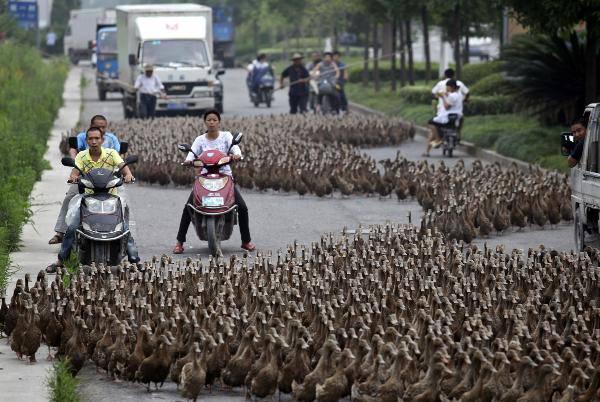 Çin'in Zhejiang eyaletinde bir çiftlikteki binlerce ördeğin gölete götürülmesi dolayısıyla yollar ördeklerle kaplandı, trafik kilitlendi.