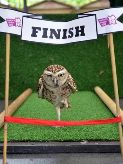 Bu yaz Londra`da düzenlenen Olimpiyat heyecanı hayvanat bahçesini de sarmıştı. Sportmen baykuş Bob, 100 cm’lik koşuda 1’inci oldu. 