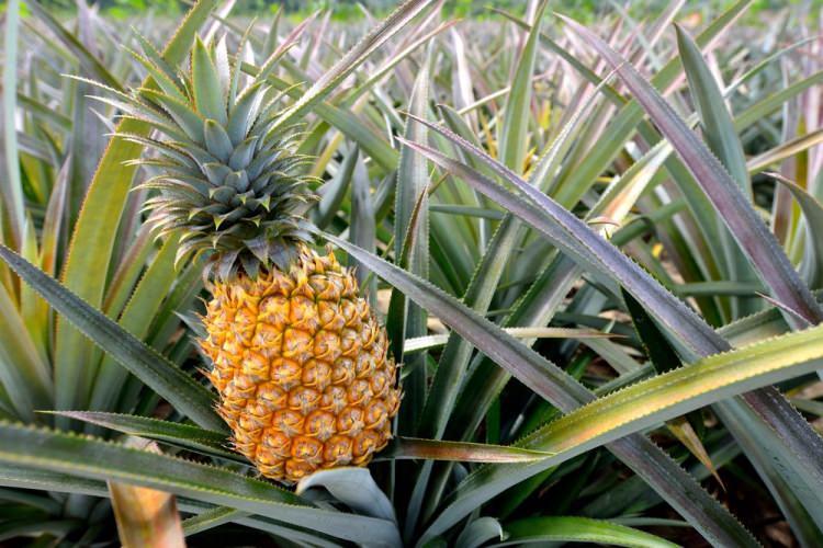 <p>Ananas, 18. yüzyılda İngiltere'de statü simgesi idi. O kadar pahalıydı ki onları gece kiralayabilir ve partilerinize götürürdünüz.</p>
<p> </p>