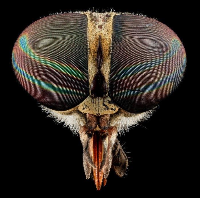 <p>Tabanus Fly</p>
