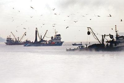 KÜÇÜK ÇİNEKOPLAR KAÇAK TROLLERİN İŞİ Kartal, tezgahlarda yönetmelikte belirlenenden daha küçük çinakopların satılması konusunda ise bu balıkların çoğunlukla kaçak avlanan troller tarafında yakalandığını söyledi. Kartal, "Bu şekilde avlanan balıkçılar var. 14-15 santimetrelik çinakoplar bu kaçak trollerin işi. Ancak bunlar Yunanistan'daki pazarlarda satılmıyor. İl ve İlçe Müdürlüklerinin denetimleri artırıp bunu önüne geçmesi gerekiyor. Bu işte bir aksaklık var. Denetleme olmazsa birileri getirip bunu satar. Yasaya koyuyoruz ama uygulamıyoruz" dedi.