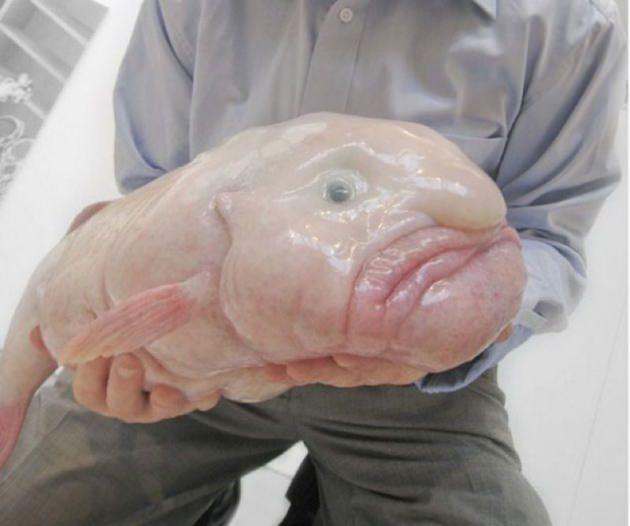<p>Dünyanın en çirkin hayvanı yapılan bir oylama sonucu 'damla balığı' olarak bilinen blobfish oldu.</p>