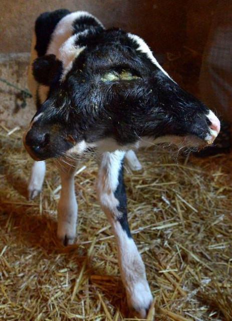 Fas'ta Sefrou k&ouml;y&uuml;nde d&uuml;nyaya gelen iki kafalı buzağı, g&ouml;renleri şaşırtıyor.