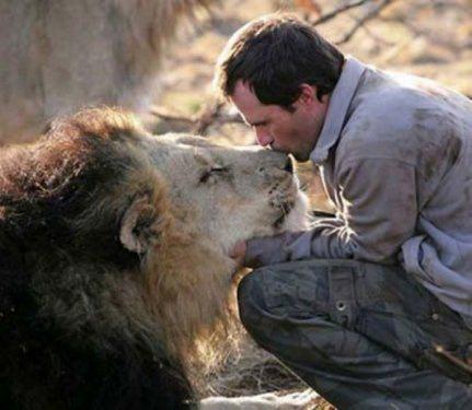 <p>Aslanlara fısıldayan adam: Kevin Richardson Aslanlar insanlar tarafından en tehlikeli canlılardan bir tanesi olarak bilinir; ancak bir adam aslan sürüsünün adeta bir parçası haline gelmiş durumda. Johannesburg'un 50 km kuzeyinde yaşayan Kevin Richardson, zamanının çoğunu doğayla iç içe geçiren son derece yakışıklı ve etkileyici bir doğal yaşam tutkunu. Koruma altına aldığı bölge; aslanlara, sırtlanlara, çitalara, leoparlara ve panterlere ev sahipliği yapıyor. Kevin'in büyük kedilere olan sıradışı yaklaşımı, kendisine bugüne kadar onlarla en iyi kişisel bağ kurabilen insan olma özelliği kazandırmış. Kevin bu büyük kedilerle yaşıyor, onlarla uyuyor , oyun oynuyor, yuvarlanıyor, dişi aslanlarla yüzüyor, yavrulara sarılıyor ve hatta erkek aslanlarla güreşiyor!</p>