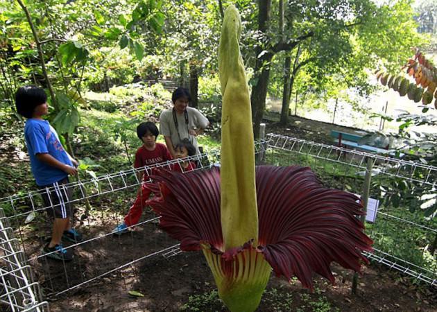 Leş çiçeği veya ceset çiçeği olarak bilinen titan arum (Amorphophallus titanum) dünyanın en kötü kokan çiçeğidir.