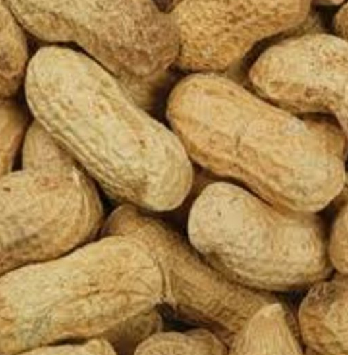 Fıstık