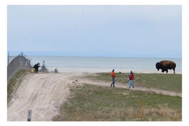  ABD'nin Utah eyaletindeki Antilop Adası Eyalet Parkı'nda meraklı bir ziyaretçinin dev bir bizonu kızdırması az kalsın felaketle sonuçlanıyordu. 