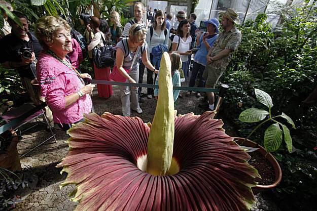 1878’da İtalyan bir botanist tarafından keşfedilen titan arumların 2 metre 91 santimetre uzunluğundaki en büyük örneği geçen yıl Almanya’da, Stutgart botanik parkında açmıştı.