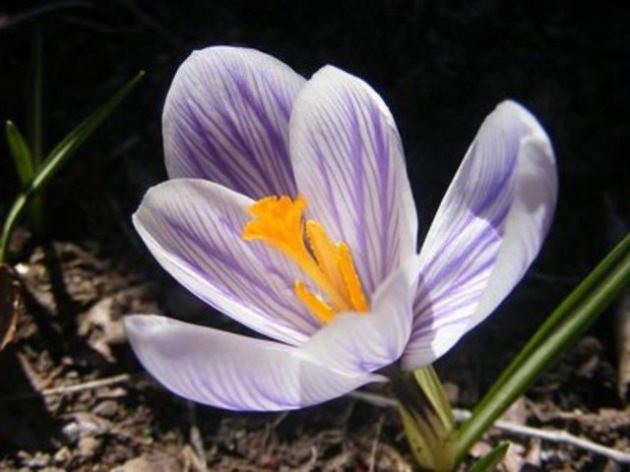 <p>Safron 1 gramı: 11.13 dolar Safron çeşitli ağrılardan depresyon tedavisine kadar çeşitli kullanım alanları olan çiçekli bir bitki. Ancak yalnıca bir gramı bile 11 dolar eden bu değerli çiçek dünya çapında oldukça değerli sayılıyor.</p>