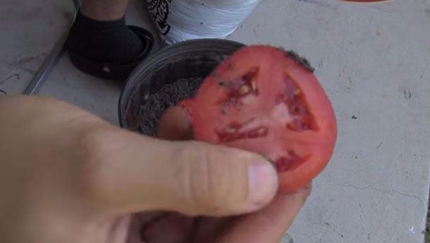 <p>Bozulmak üzere olan domatesleri kullanarak yeni domatesler elde edebilirsiniz. Hem de haftalar içinde.</p>
