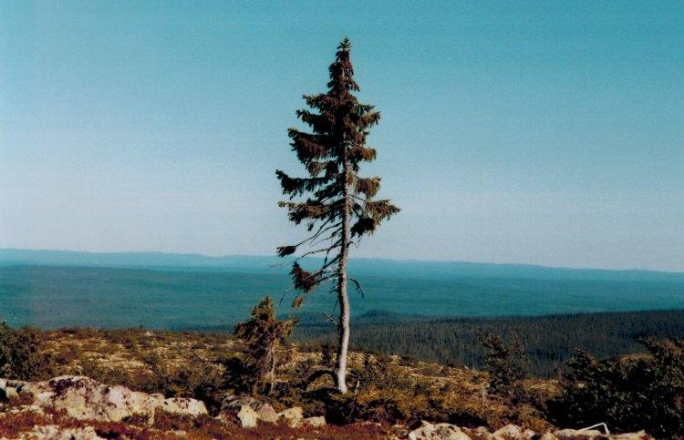 <p><strong>Old Tjikko</strong></p>
<p>Yaşayan en eski köklü ağaç. Ladin cinsinde olan bu ağaç tam 9500 yaşında.</p>