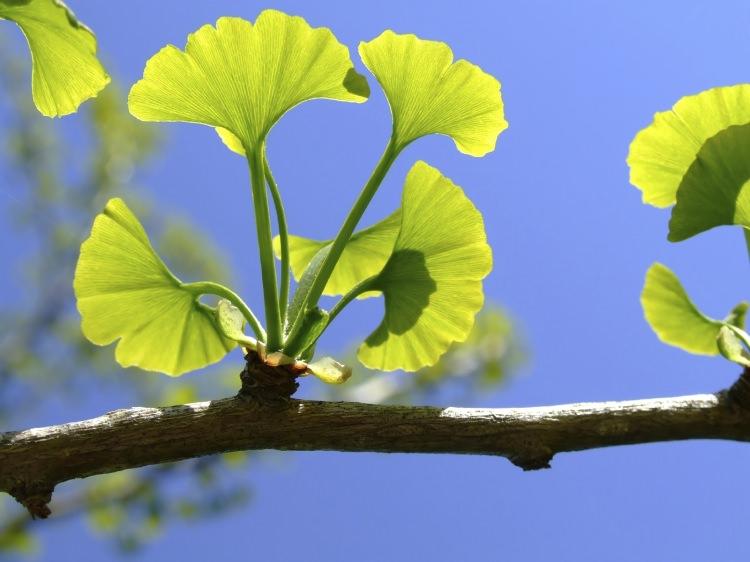 <p><strong>Ginkgo biloba</strong></p>
<p>En eski hayatta kalan ağaç türü</p>