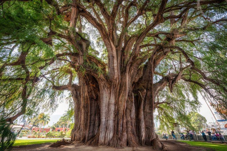 <p><strong> El Arbol del Tule</strong></p>
<p>Yaşayan en kalın ağaç</p>