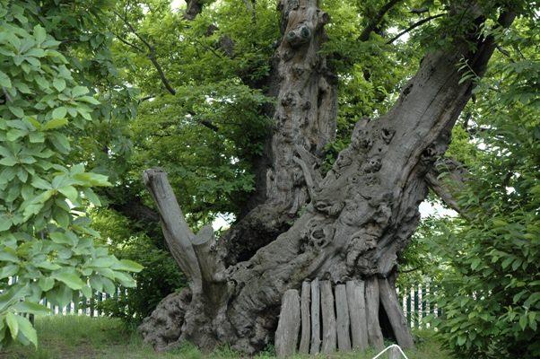 <p><strong>Tree of the hundred horses</strong></p>
<p>En geniş kestane ağacı, yaklaşık 2000 yaşında olan bu ağaç Dünya’nın en yaşlı 9. ağacı.</p>