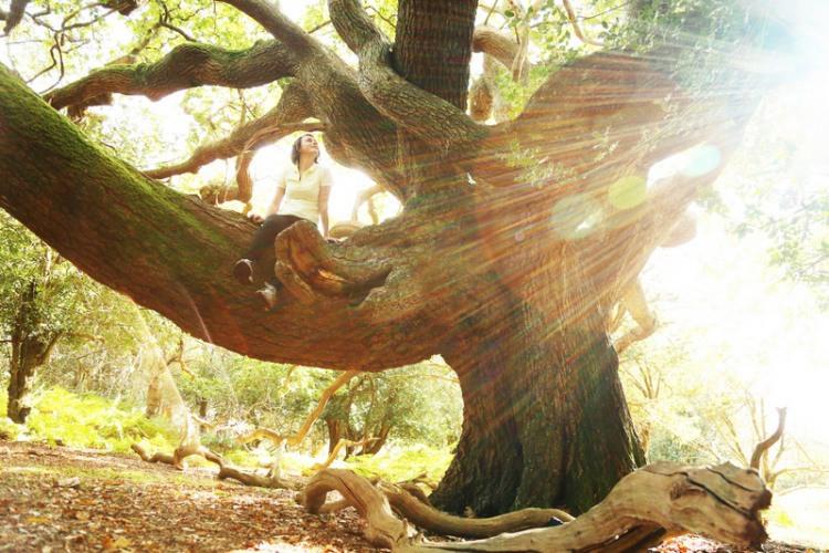 <p>Sıradan gibi görünen bu ağaçların her birinin <strong>Guinness Rekorlar Kitabı‘nda </strong>ayrı bir niteliği var. Bu ağaçların her biri kendi kategorisinde dünya rekorunu elinde bulunduruyor. </p>
