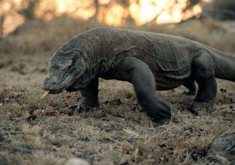 <p>Komodo ejderi</p>

<p>Dünyanın en büyük kertenkele türü olan komodo ejderinin boyu ortalama 3 metre</p>
