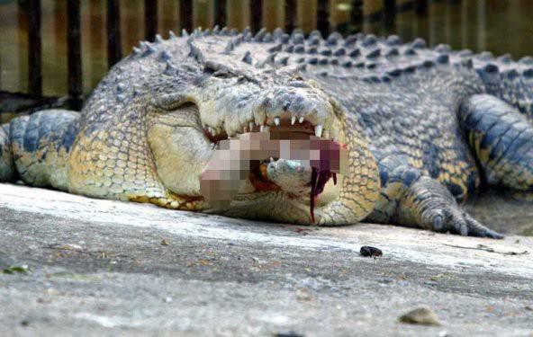 <p>Florida Zooloji Üniversitesi tarafından yapılan araştırmanın sonucuna göre, 4 metrelik orta boy bir ´alligator´un ısırma gücü 963 kilogramı buluyor.</p>