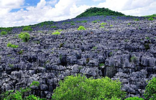 Tsingy (Ankarana Milli Parkı, Kuzey Madagaskar) Bir dizi halı kalkeri tepesi