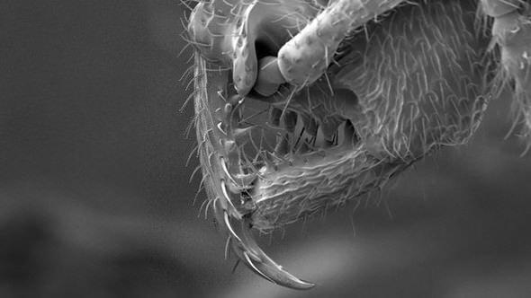 <p><strong>Drakula karınca (Stigmatomma)</strong><br />
2016'da dünya genelinde 43 yeni karınca türü keşfedildi. Bunlardan biri de kan emici özelliğinden dolayı Drakula karınca olarak adlandırılan Stigmatomma. Bu canlı Madagaskar'ın renkli coğrafyasında keşfedildi.<a href="http://www.ahaber.com.tr/galeri/yasam/133-canli-turu-kesfedildi/4">.</a></p>
