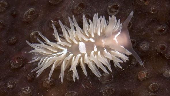 <p>Nudibranch</p>

<p> </p>

<p><a href="http://www.ahaber.com.tr/galeri/yasam/133-canli-turu-kesfedildi/5">.</a></p>
