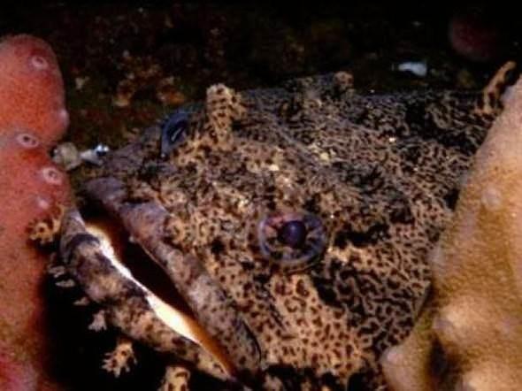 <p>Leopard toothfish Okyanusun 2000 metrenin üzerindeki derinliklerinde hayatlarını sürdüren bu balık türünün yavruyken 30 kilogram olan ağırlığı yetişkinlik döneminde 140 kilograma ulaşıyor.</p>

<p> </p>

<p><a href="http://www.ahaber.com.tr/galeri/yasam/133-canli-turu-kesfedildi/20">.</a></p>
