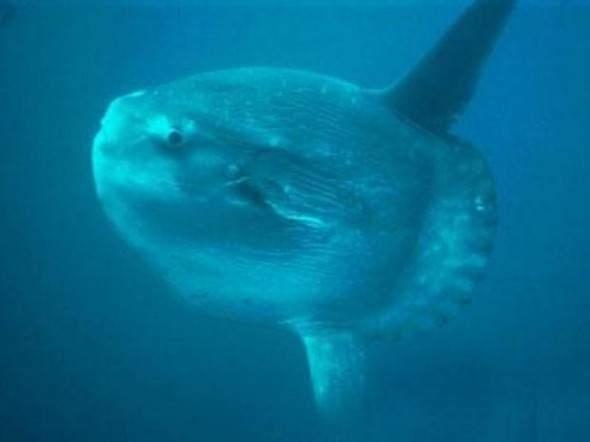 <p>Ocean Sunfish Derin suların güvenilir bekçisi ocean sunfish dünyanın en kemikli balığı olarak biliniyor.</p>

<p> </p>

<p><a href="http://www.ahaber.com.tr/galeri/yasam/133-canli-turu-kesfedildi/22">.</a></p>
