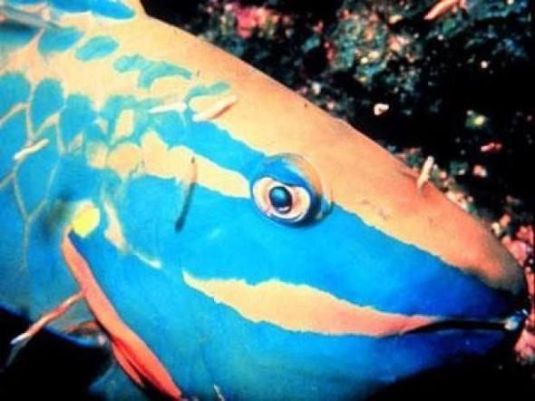 <p>Parrotfish Scaridae ailesinin sevimli üyesi daha çok Kızıl Deniz, Atlantic, Hindistan ve Pasifik Okyanusu'nda görülüyor.</p>

<p> </p>

<p><a href="http://www.ahaber.com.tr/galeri/yasam/133-canli-turu-kesfedildi/23">.</a></p>
