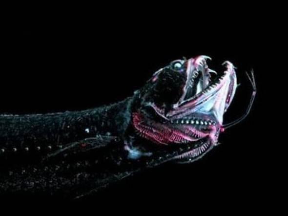 <p>Scaly Dragonfish Okyanusun minimum 200 metre maksimum 1500 metre derinliğinde yaşarlar. 32 cm uzunluğa sahipler.</p>

<p> </p>

<p><a href="http://www.ahaber.com.tr/galeri/yasam/133-canli-turu-kesfedildi/25">.</a></p>
