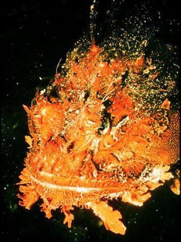 <p>Scorpion fish (Akrep balığı) Sırt kısmında fazla sayıda dikenleri bulunan scorpion fish Avustralya'da yaşıyor. Saldırgan olmayan balık dikenlerine dokunulması halinde ölümcül etkiler yaratabiliyor.</p>

<p> </p>

<p><a href="http://www.ahaber.com.tr/galeri/yasam/133-canli-turu-kesfedildi/25">.</a></p>
