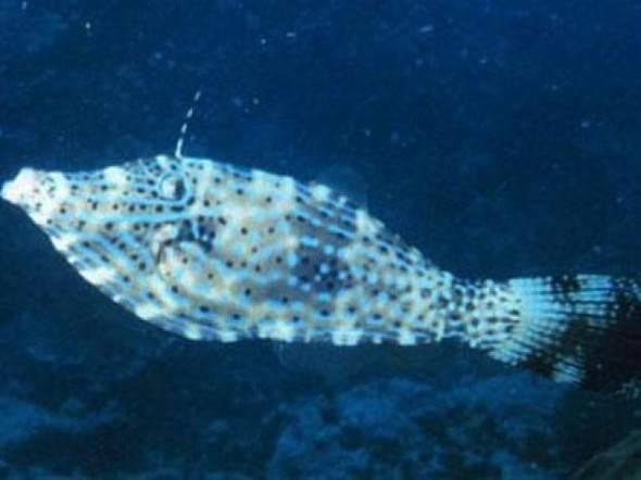 <p>Aluterus scriptus Hayatlarını sürdürmek için 1200 metre derinliğindeki suları tercih eden scrawled filefish'lerin boyutları 30 santim ile 90 santim arasında değişiyor.</p>

<p> </p>

<p><a href="http://www.ahaber.com.tr/galeri/yasam/133-canli-turu-kesfedildi/27">.</a></p>
