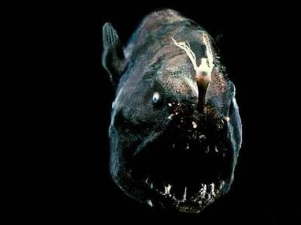 <p>Anglerfish Maksimum 4000 metre derinlikte yaşarlar. Boyutları ortalama 15 cm'dir.</p>

<p> </p>

<p><a href="http://www.ahaber.com.tr/galeri/yasam/133-canli-turu-kesfedildi/29">.</a></p>
