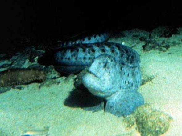 <p>Wolf eel Anarhichadidae ailesinin üyesi walf eel Pasifik Okyanusu'nda yaşıyor. Ağırlığı ise maksimum 18 kilogram.</p>

<p> </p>

<p><a href="http://www.ahaber.com.tr/galeri/yasam/133-canli-turu-kesfedildi/31">.</a></p>
