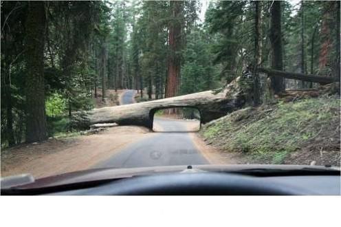 <p>Dünyanın her yerinden çok ilginç yerlere ait fotoğraflar... Kaliforniya’nın Sequoia parkında alışılmadık bir tünel</p>