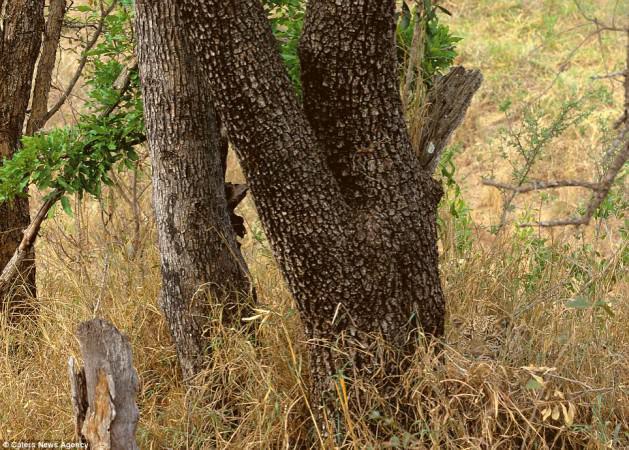 Afrika, Güney Amerika, Kanada ve ABD'de birçok ortamda fotoğraf çeken Art Wolfe kendilerini ustaca gizleyen hayvanları konusu seçti.  