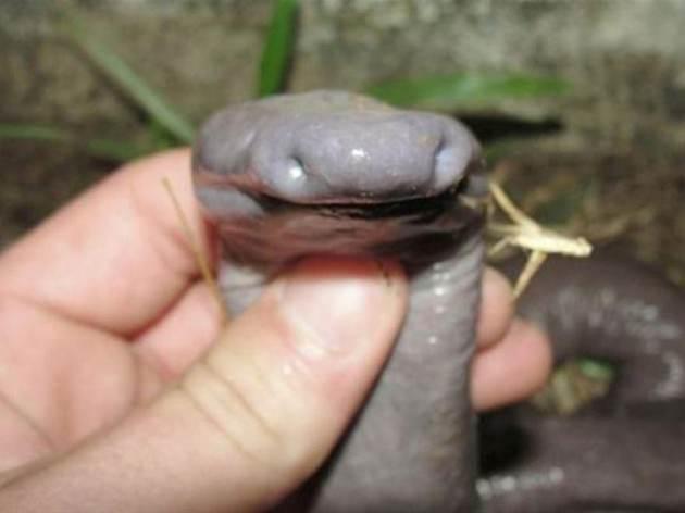 Bir tür solucan olan Atretochoana'dan dünyada sadece iki tane var.